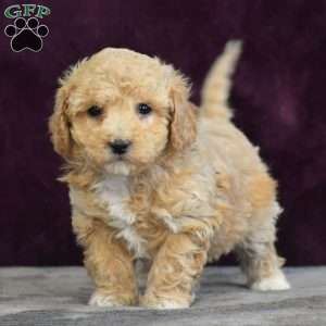 Glenna, Bich-Poo Puppy